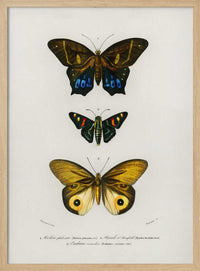 Different Types of Butterflies III – B2B