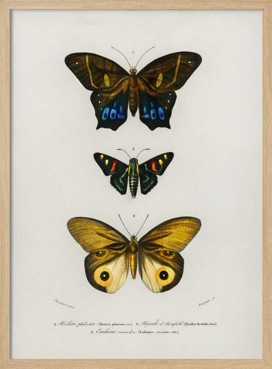 Different Types of Butterflies III – B2B