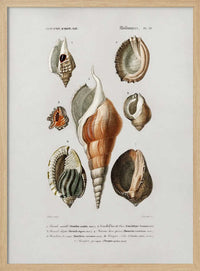 Different Types of Mollusks – B2B
