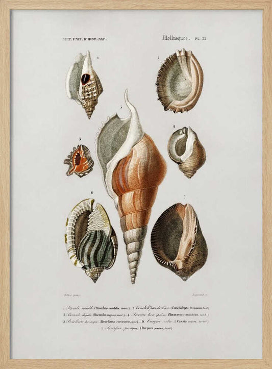 Different Types of Mollusks – B2B