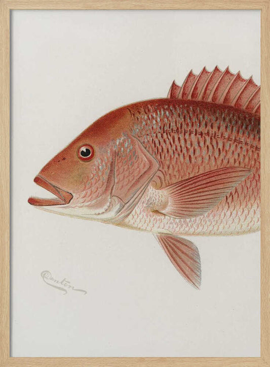 Red Snapper – B2B