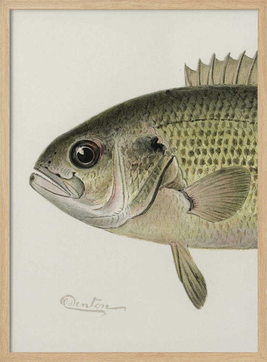 Rock Bass Crop – B2B