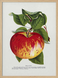 Wealthy Apple Lithograph – B2B