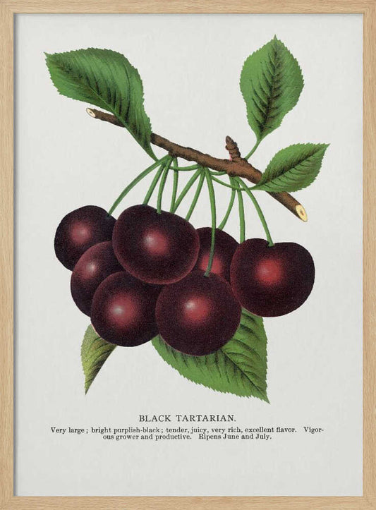 Black Tartarian Cherry Lithograph – B2B
