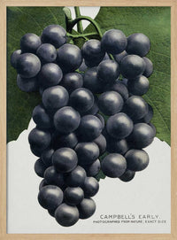 Campbell's Early Grape Lithograph – B2B