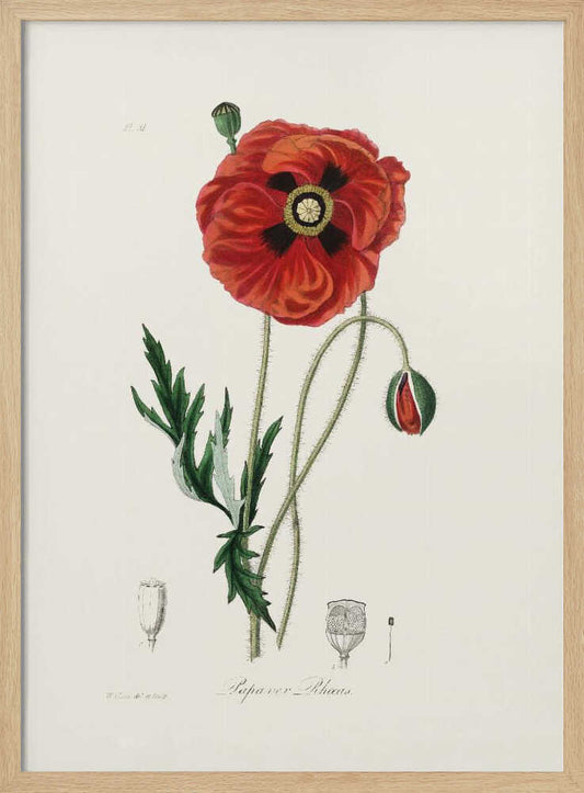 Common Poppy (papaver Rhoeas) Medical Botany – B2B