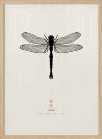 Elegant Dragonfly Study – B2B