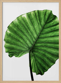 Leaves 11 – B2B