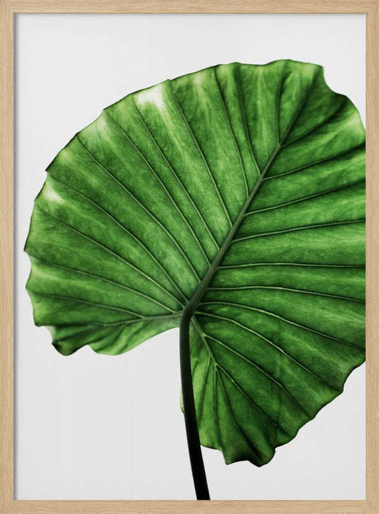 Leaves 11 – B2B