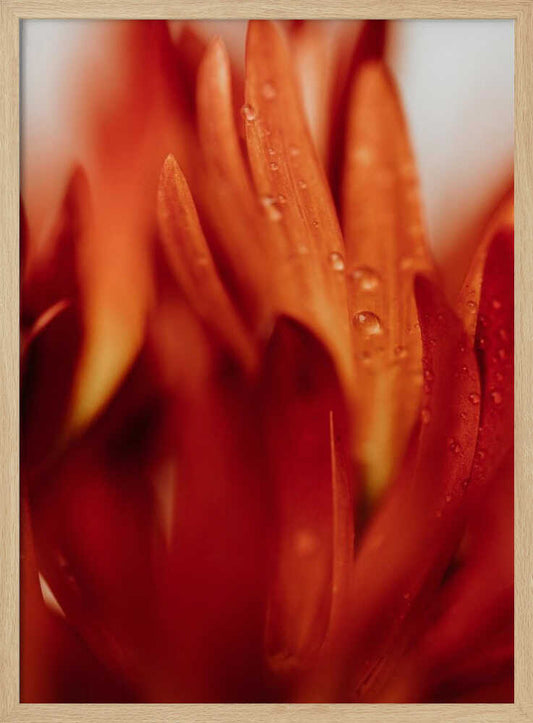 Dewy Orange Petals – B2B