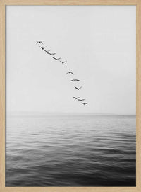 Flying Birds – B2B