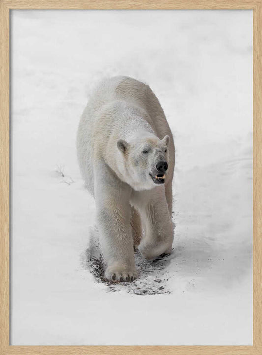 Arctic Wanderer – B2B