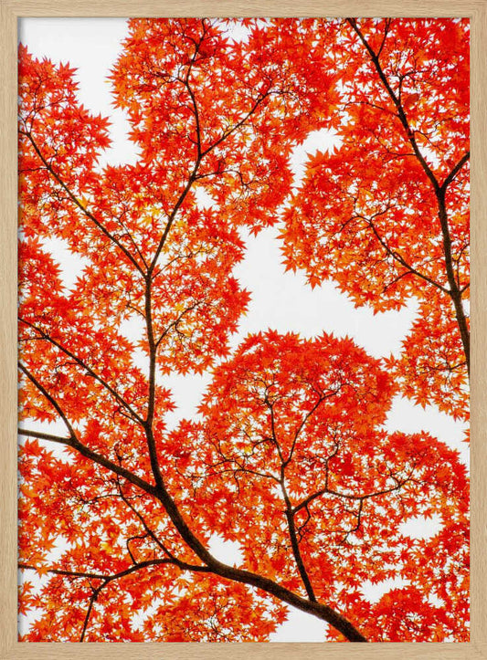 Fiery Autumn Maples – B2B