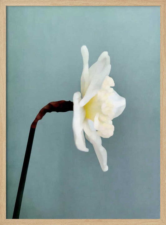 Narciso (2) – B2B