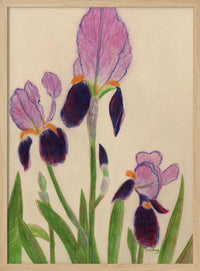 Irises – B2B