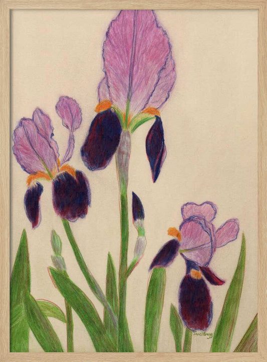 Irises – B2B