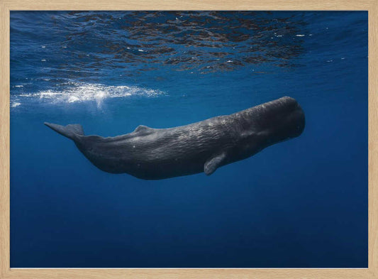 Sperm whale – B2B