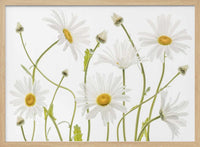 Ox eye Daisies – B2B