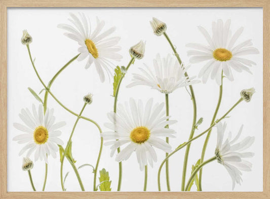 Ox eye Daisies – B2B