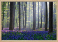 Bluebells – B2B