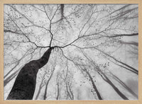 Winding Tree in Mist – B2B