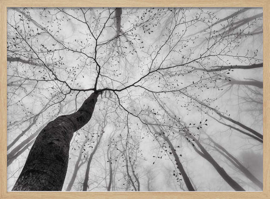 Winding Tree in Mist – B2B