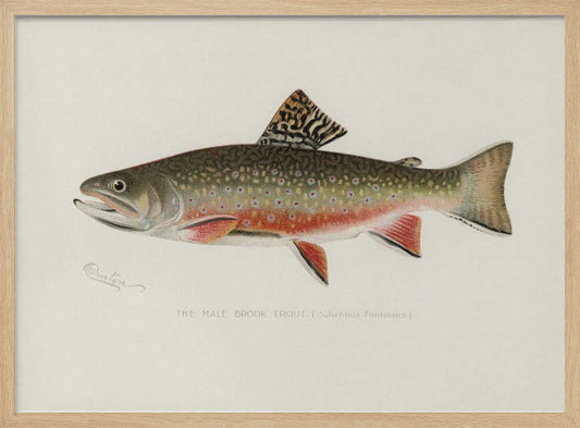 Male Brook Trout – B2B