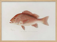 Red Snapper – B2B