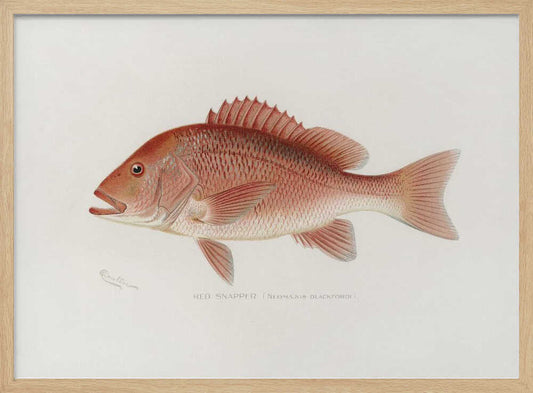 Red Snapper – B2B