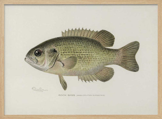 Rock Bass (ambloplites Rupestris) By Sherman F. Denton (1856 1937) – B2B