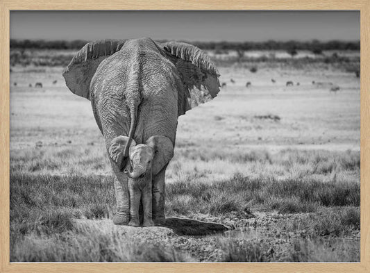 BabyElephant-BW – B2B