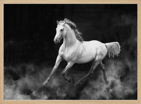 Spirited White Horse Galloping – B2B
