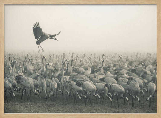 Misty Morning Cranes – B2B