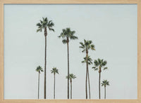 Cali Palms – B2B