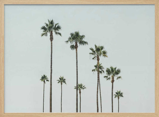 Cali Palms – B2B