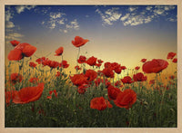 Sunset Poppy Field – B2B