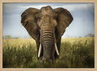 Majestic African Elephant – B2B