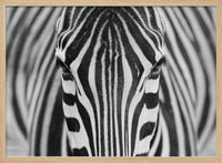 Intense Zebra Eyes – B2B