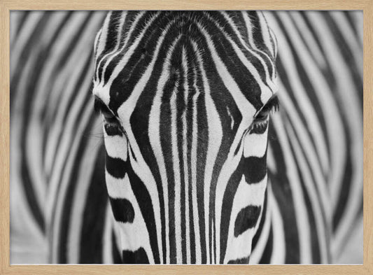 Intense Zebra Eyes – B2B