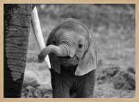 Curious Baby Elephant – B2B