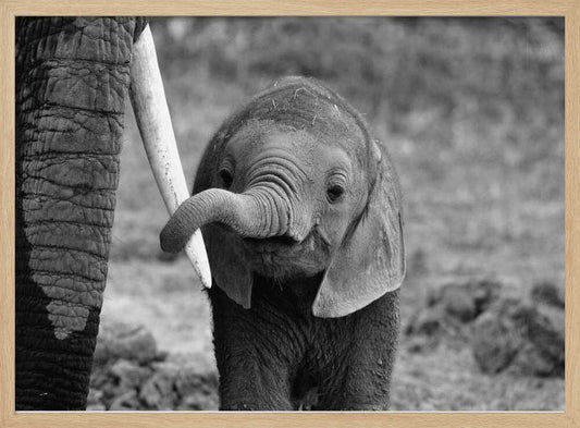 Curious Baby Elephant – B2B