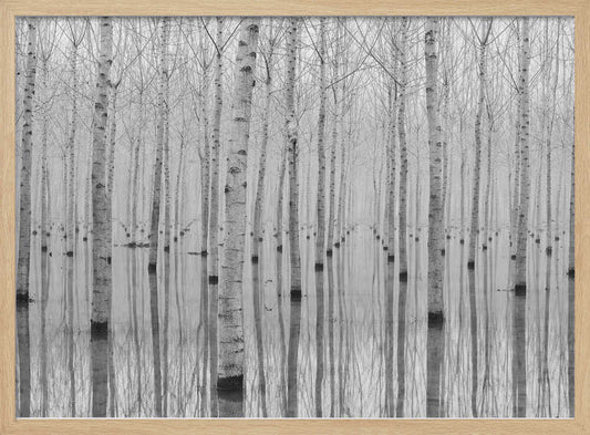 Misty Forest Reflections – B2B