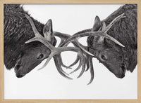 Intense Elk Battle – B2B