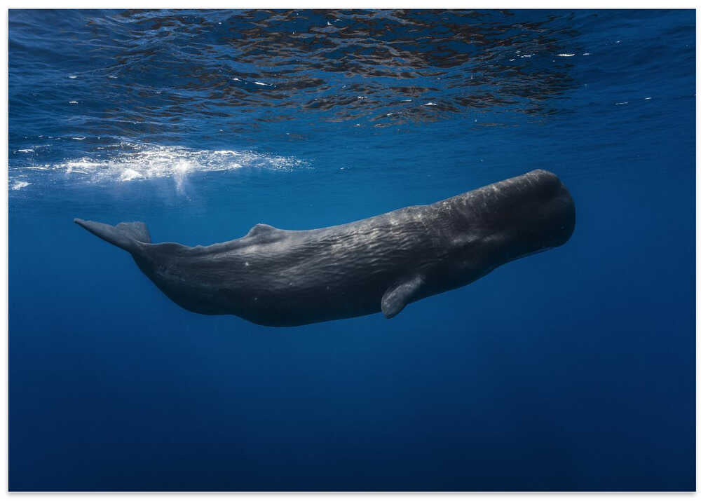 Sperm whale – B2B
