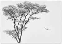 the African eagle – B2B