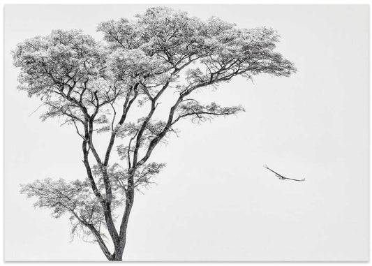 the African eagle – B2B