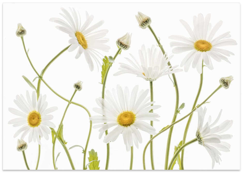 Ox eye Daisies – B2B