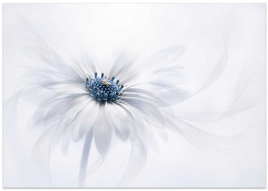 Delicate White Bloom – B2B