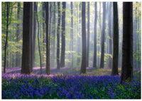 Bluebells – B2B