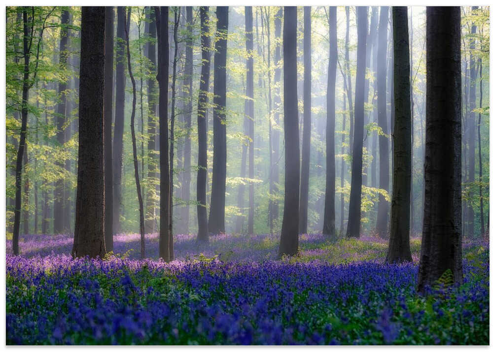 Misty Bluebell Forest – B2B